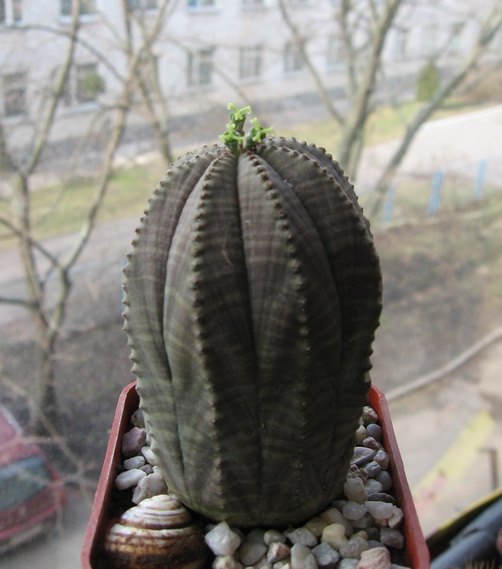 Euph.obesa.jpg