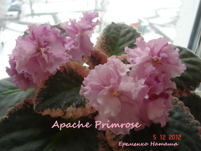 Apache Primrose.jpg