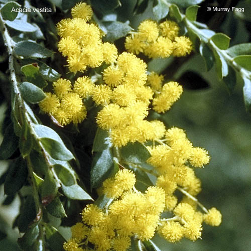 acacia.vestita500.jpg