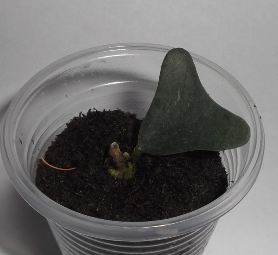 DSCF9692.JPG