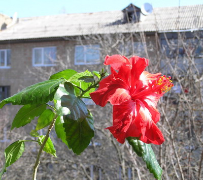 носатик_resize.jpg