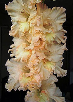 ЛОЛИТА.jpg