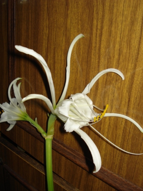 DSC08014.JPG