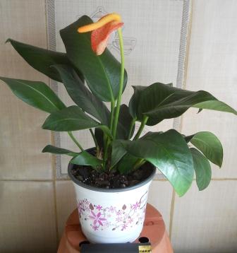 DSCN4528.JPG