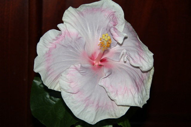 ruflower.org-20120815082744-32c47e0b97c6319add05bc7597242773.jpg