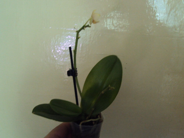 DSC07146.JPG