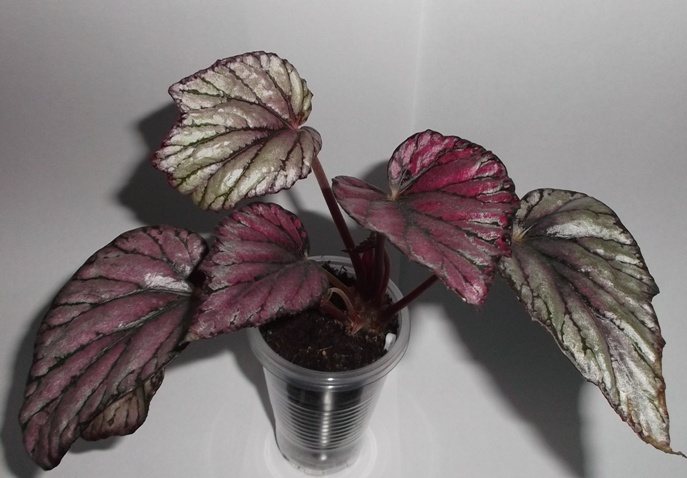 DSCF9779.JPG