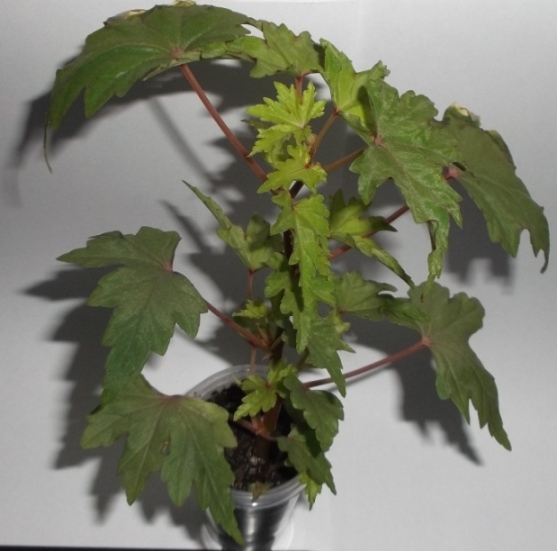 DSCF9782.JPG