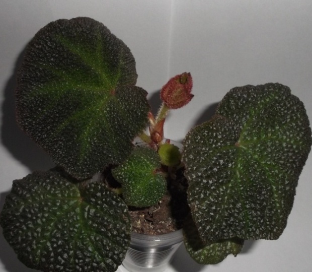 DSCF9784.JPG