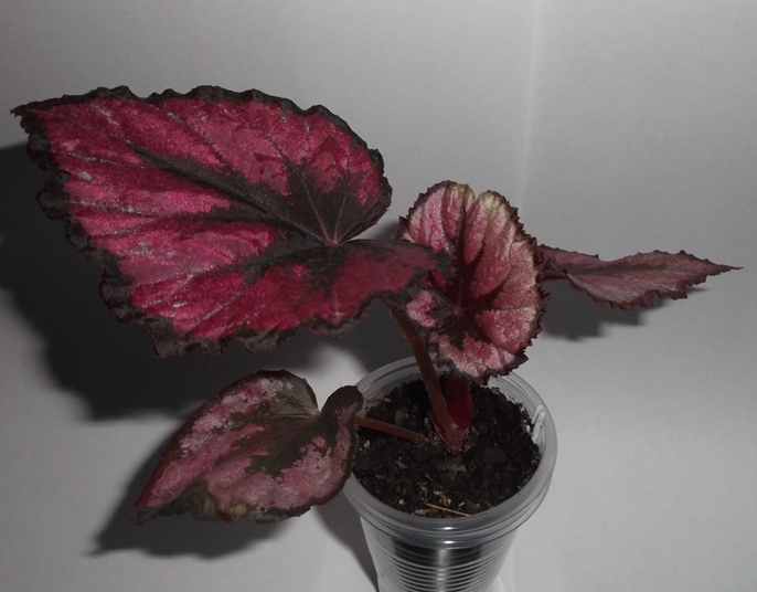 DSCF9786.JPG