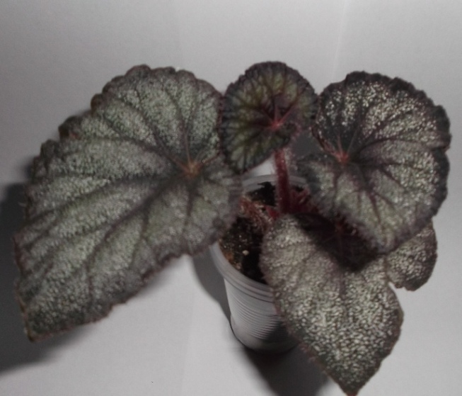 DSCF9790.JPG