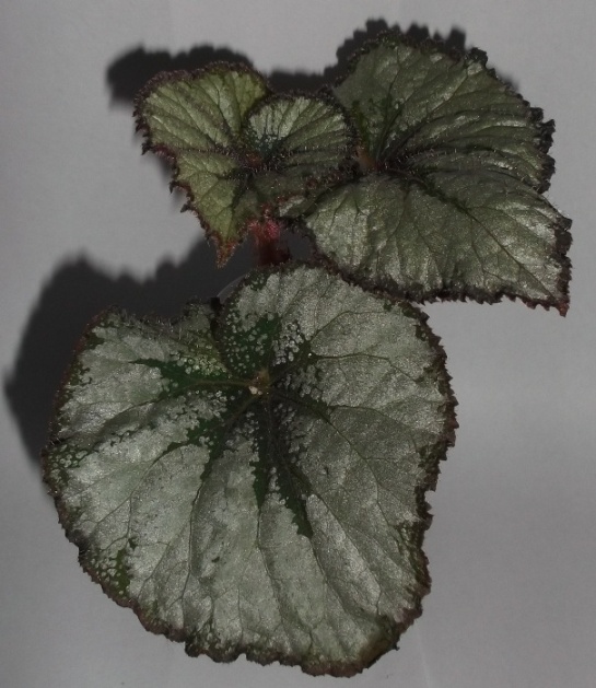 DSCF9792.JPG