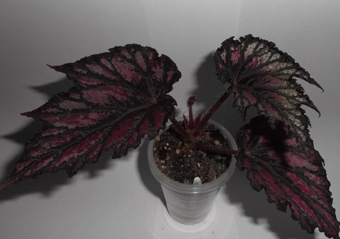 DSCF9794.JPG