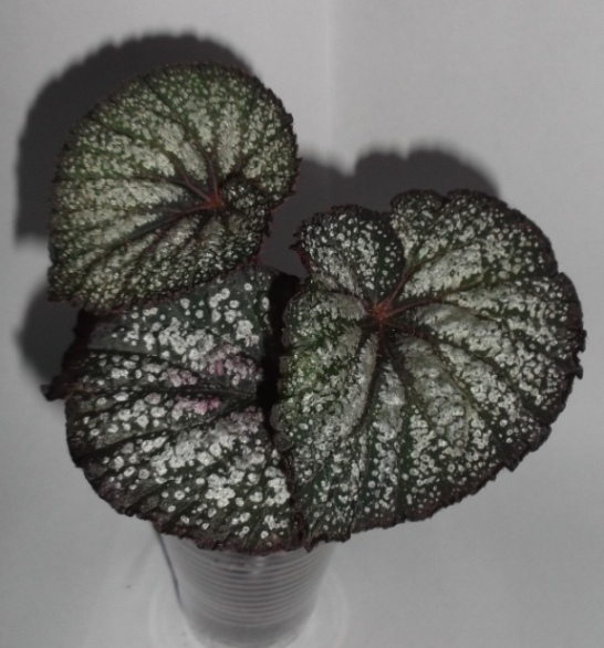 DSCF9799.JPG