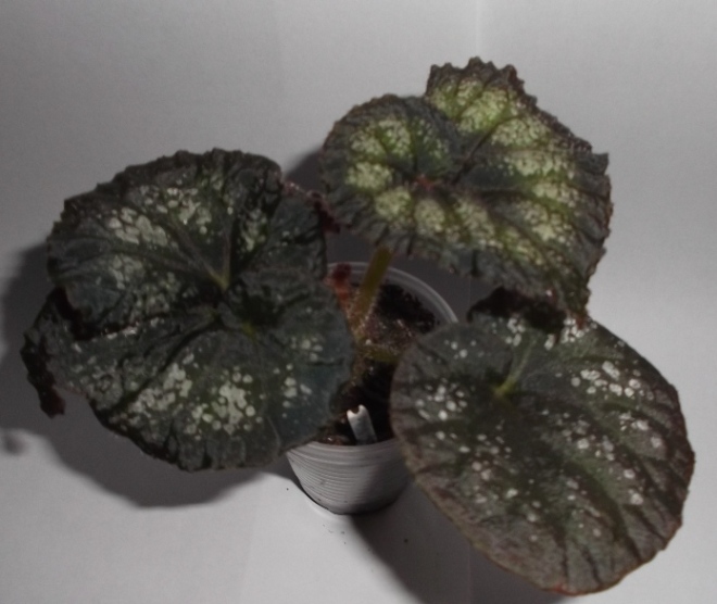 DSCF9800.JPG