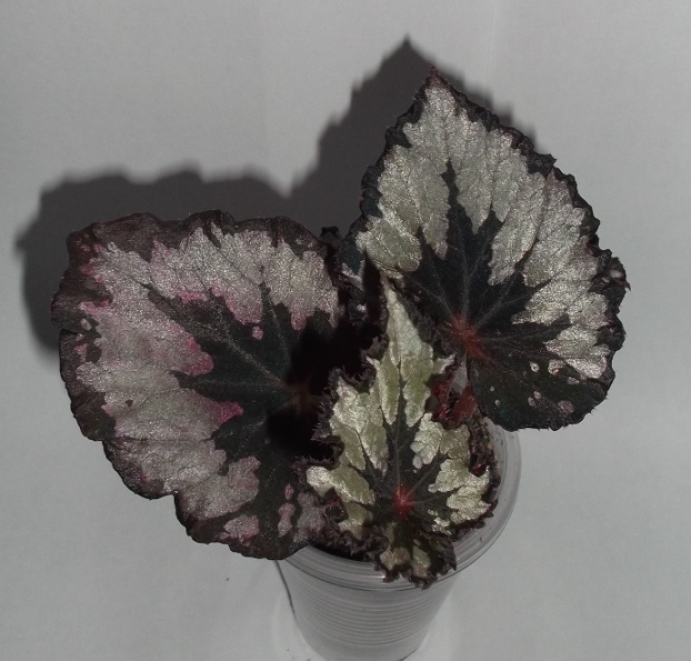 DSCF9806.JPG