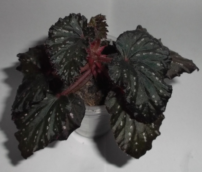 DSCF9810.JPG