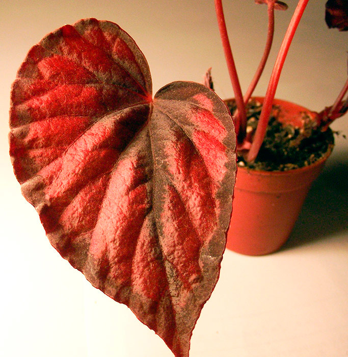 red.jpg