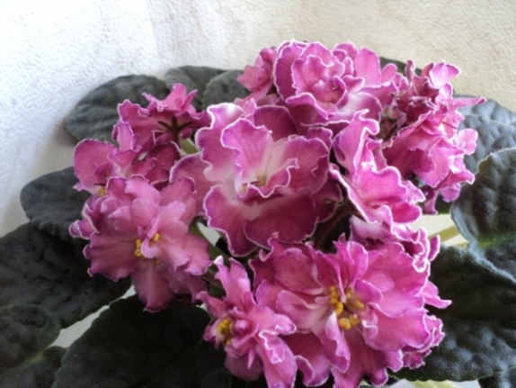 DSC05934.JPG