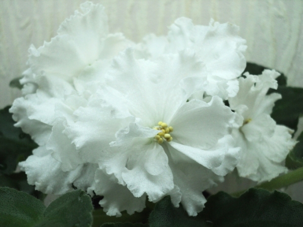 DSC05775.JPG
