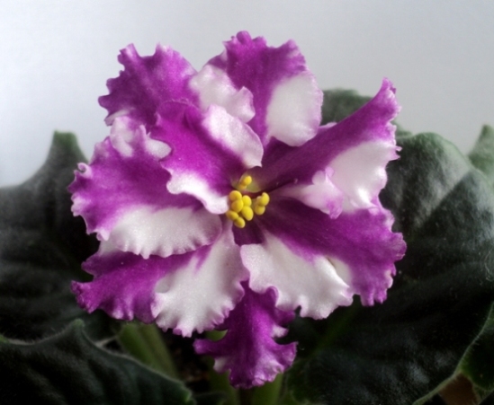 DSC05838.JPG