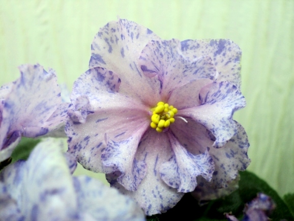 DSC05802.JPG
