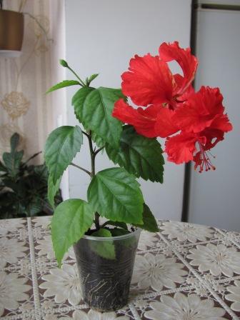 IMG_5022.JPG