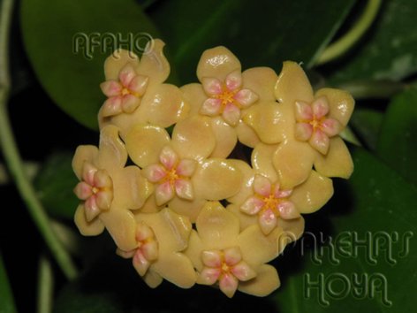 Hoya samoensis.jpg