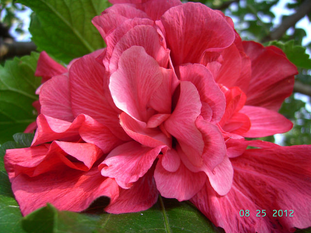 Pink Bouquet.jpg