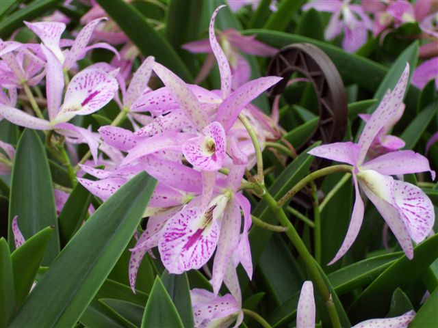 brassocattleya_mai_kai.jpg