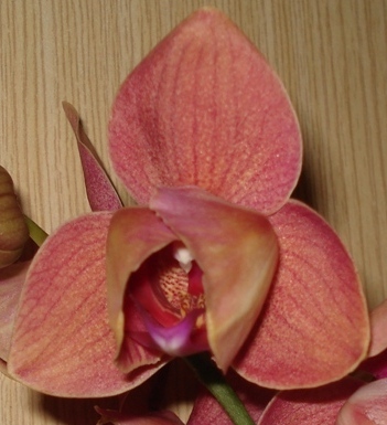 DSC02939_.JPG