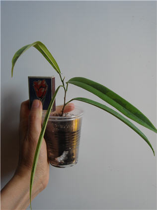 Ficus binnedijkii Amstel Green Gold - 25 грн.JPG