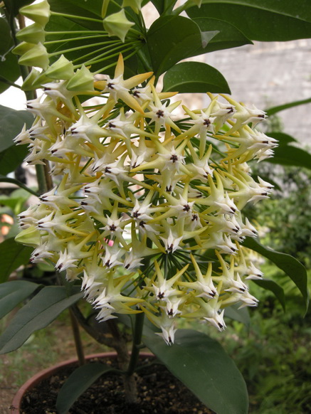 H.multiflora(flowers).jpg