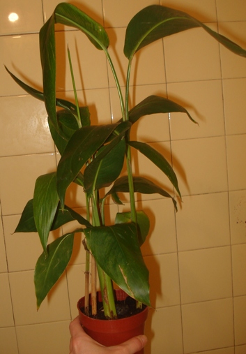 DSC02823.JPG