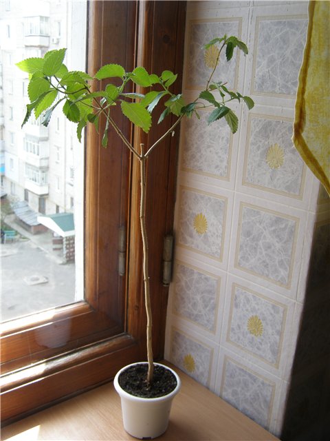 сирен. лантана.jpg