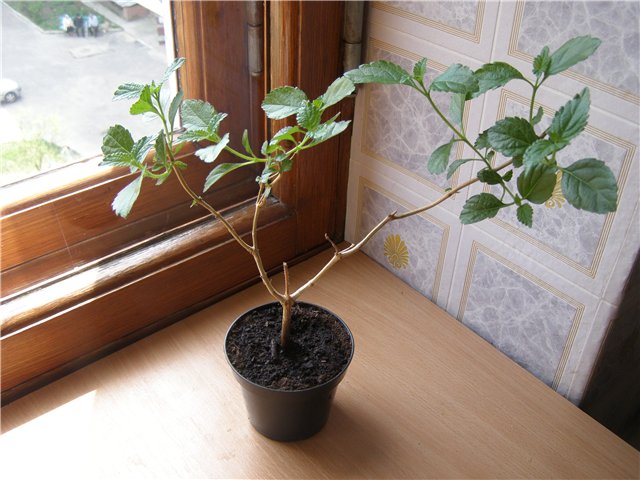 жел. лантана.jpg