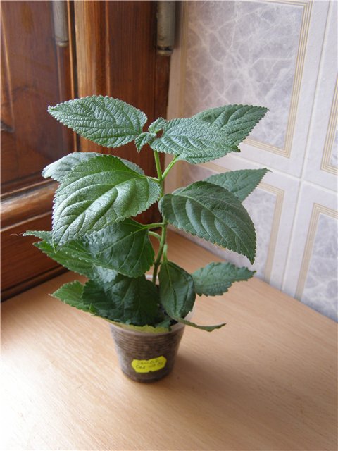 бел. лантана.jpg