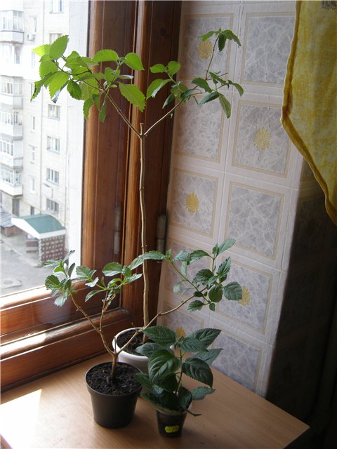 все вместе.jpg