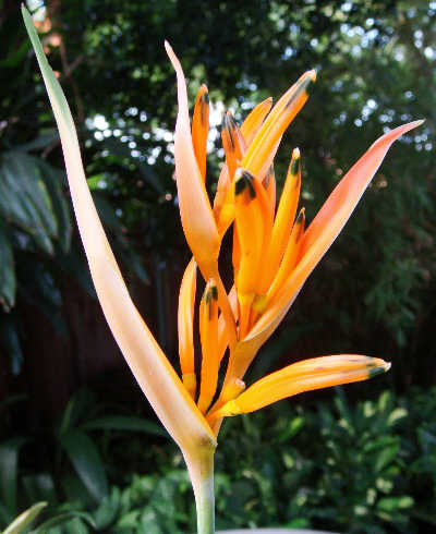 Heliconia.jpg