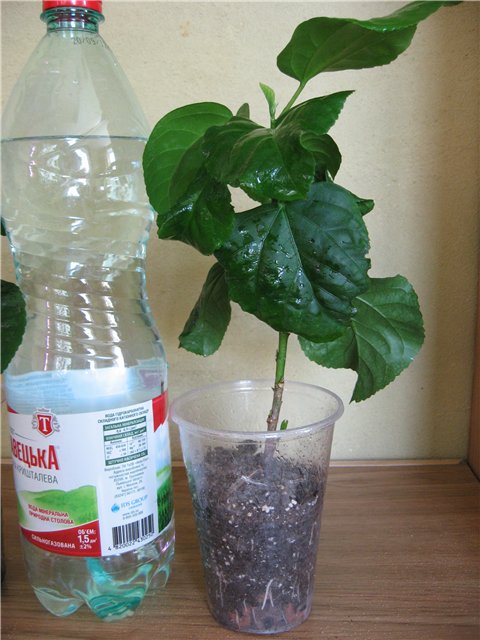 Креолка2.jpg