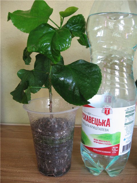 Креолка1.jpg