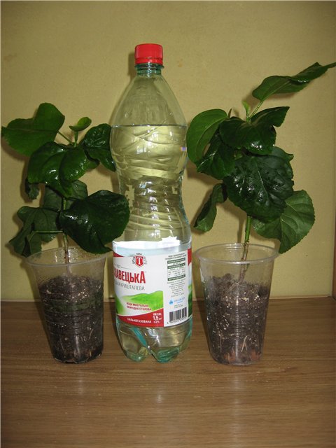 Креолки обе.jpg