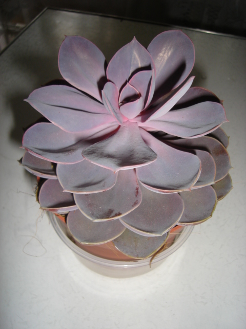 DSC09732.JPG