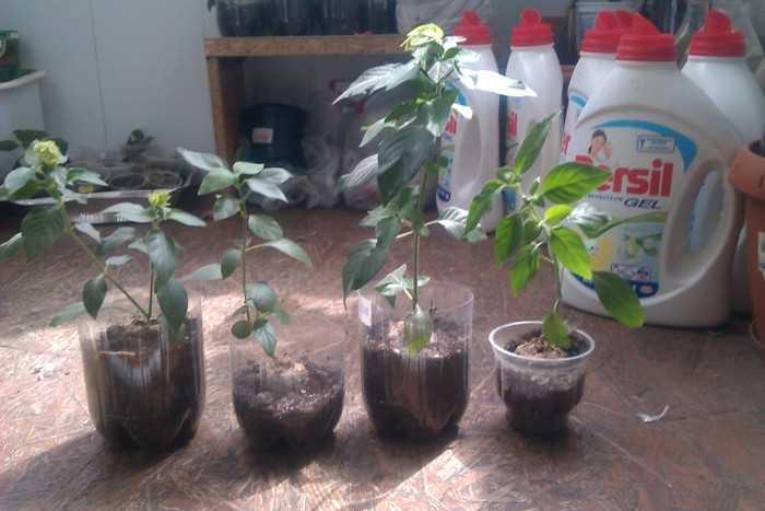 IMAG0790.jpg