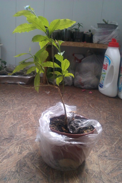 IMAG0788.jpg