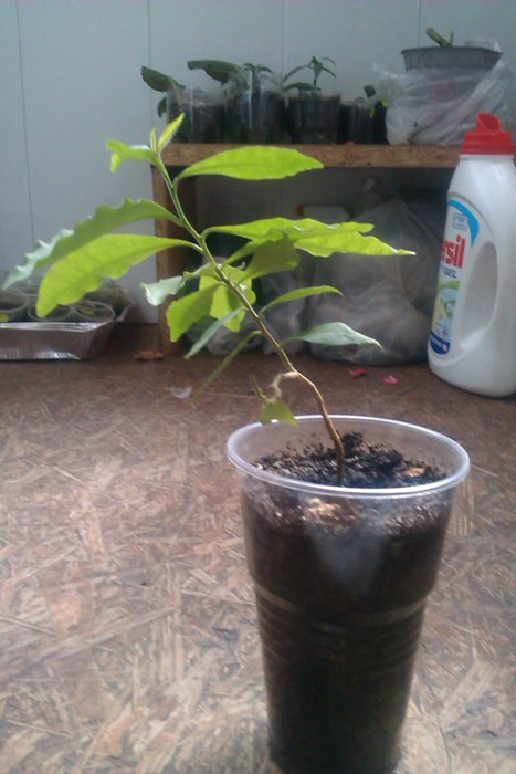 IMAG0789.jpg