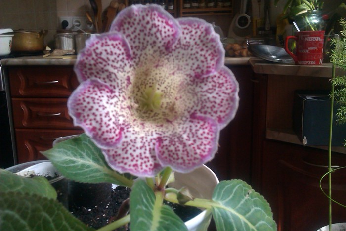IMAG0783.jpg