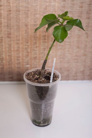IMG_6487_1.JPG