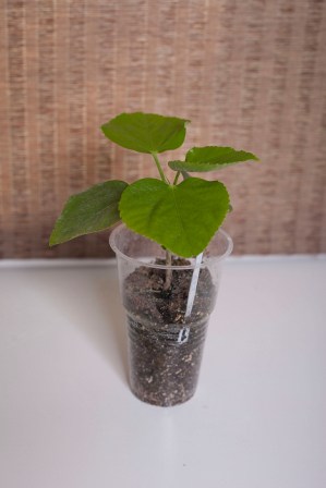 IMG_6485_1.JPG
