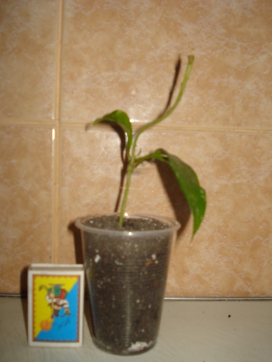 DSC09665.JPG